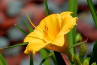 Most Yellow Flowers in The World (Meaning, Seasonal, And Occasions)