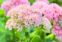 Beautiful Pink Flowers for Your Garden