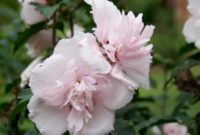 Beautiful Pink Flowers for Your Garden