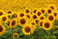 Most Yellow Flowers in The World (Meaning, Seasonal, And Occasions)