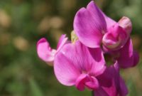 Beautiful Pink Flowers for Your Garden