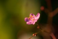 Beautiful Pink Flowers for Your Garden