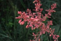 Beautiful Pink Flowers for Your Garden