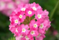 Beautiful Pink Flowers for Your Garden