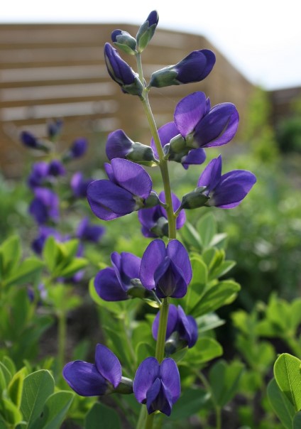 Different Types of Purple Flowers + Meaning