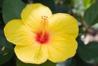 Most Yellow Flowers in The World (Meaning, Seasonal, And Occasions)