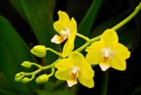 Most Yellow Flowers in The World (Meaning, Seasonal, And Occasions)