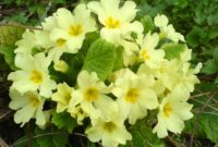 Most Yellow Flowers in The World (Meaning, Seasonal, And Occasions)