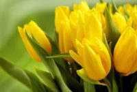 Most Yellow Flowers in The World (Meaning, Seasonal, And Occasions)
