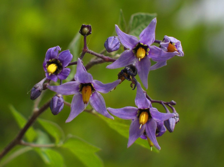 Different Types of Purple Flowers + Meaning