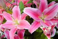 Beautiful Pink Flowers for Your Garden