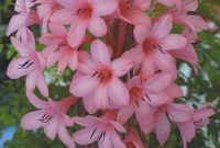 Beautiful Pink Flowers for Your Garden