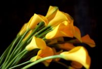 Most Yellow Flowers in The World (Meaning, Seasonal, And Occasions)
