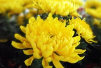 Most Yellow Flowers in The World (Meaning, Seasonal, And Occasions)