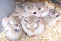 Types of Most Popular Hamster Breeds