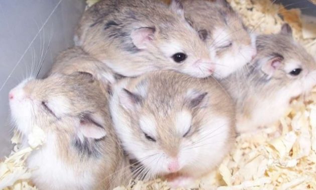 Types of Most Popular Hamster Breeds