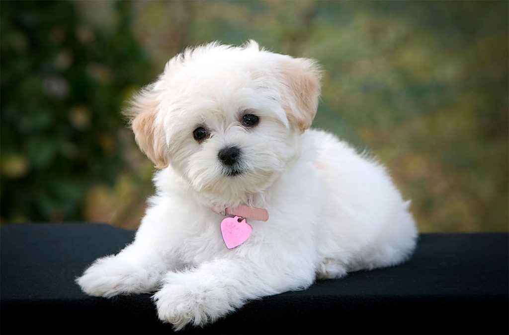 Cutest Dog Breeds in the World