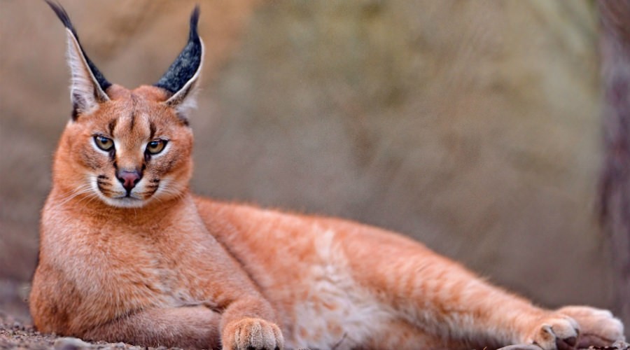 Caracal, Amazing and Exotic Feline as a Pet