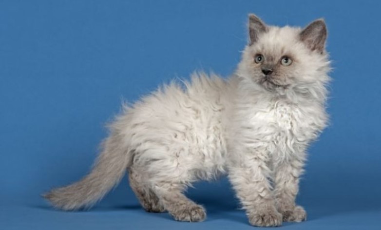 4 Reasons Why Choosing Curly Haired Cat Breeds as Your Pet