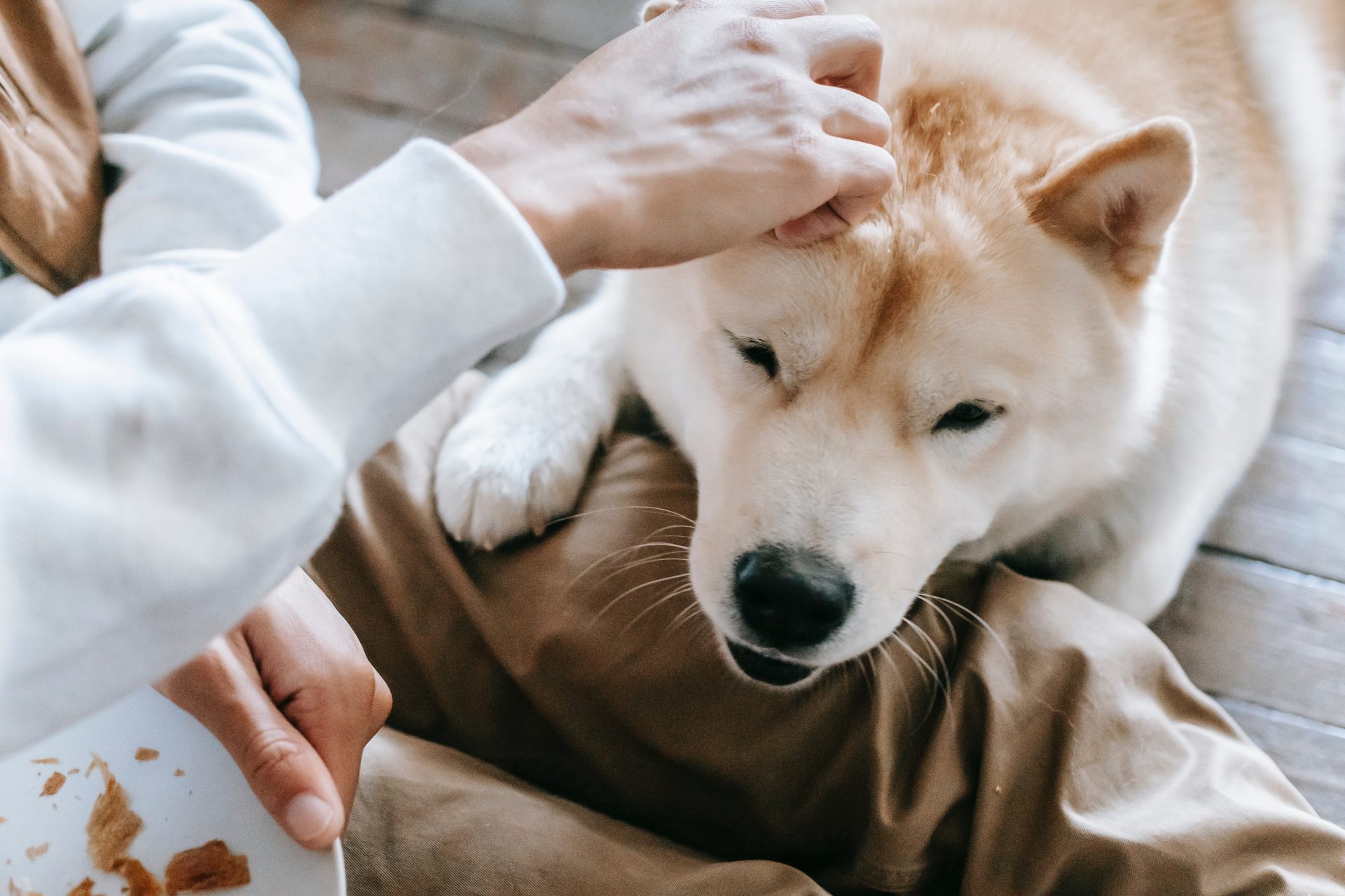 Tips For Taking Better Care Of Your Canine Buddies At Home