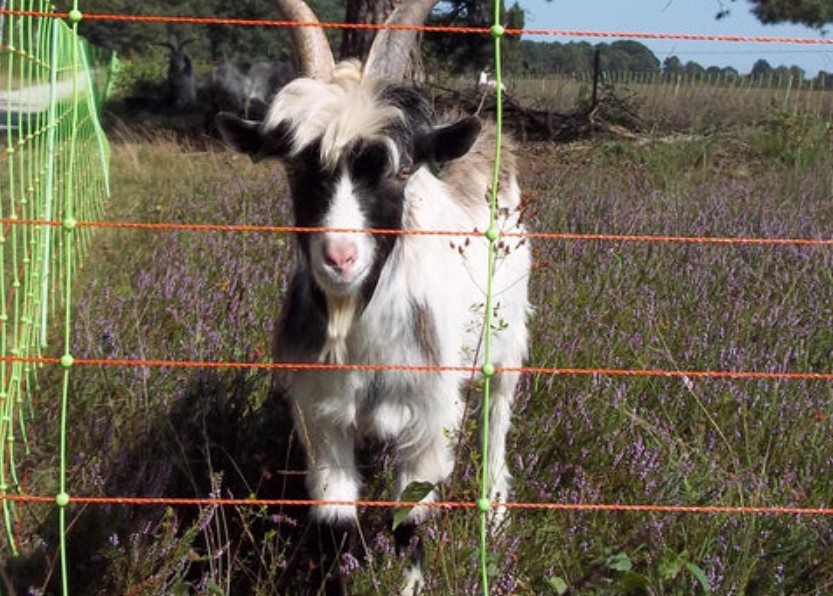 Why You Should Consider Portable Electric Fencing for Your Goats