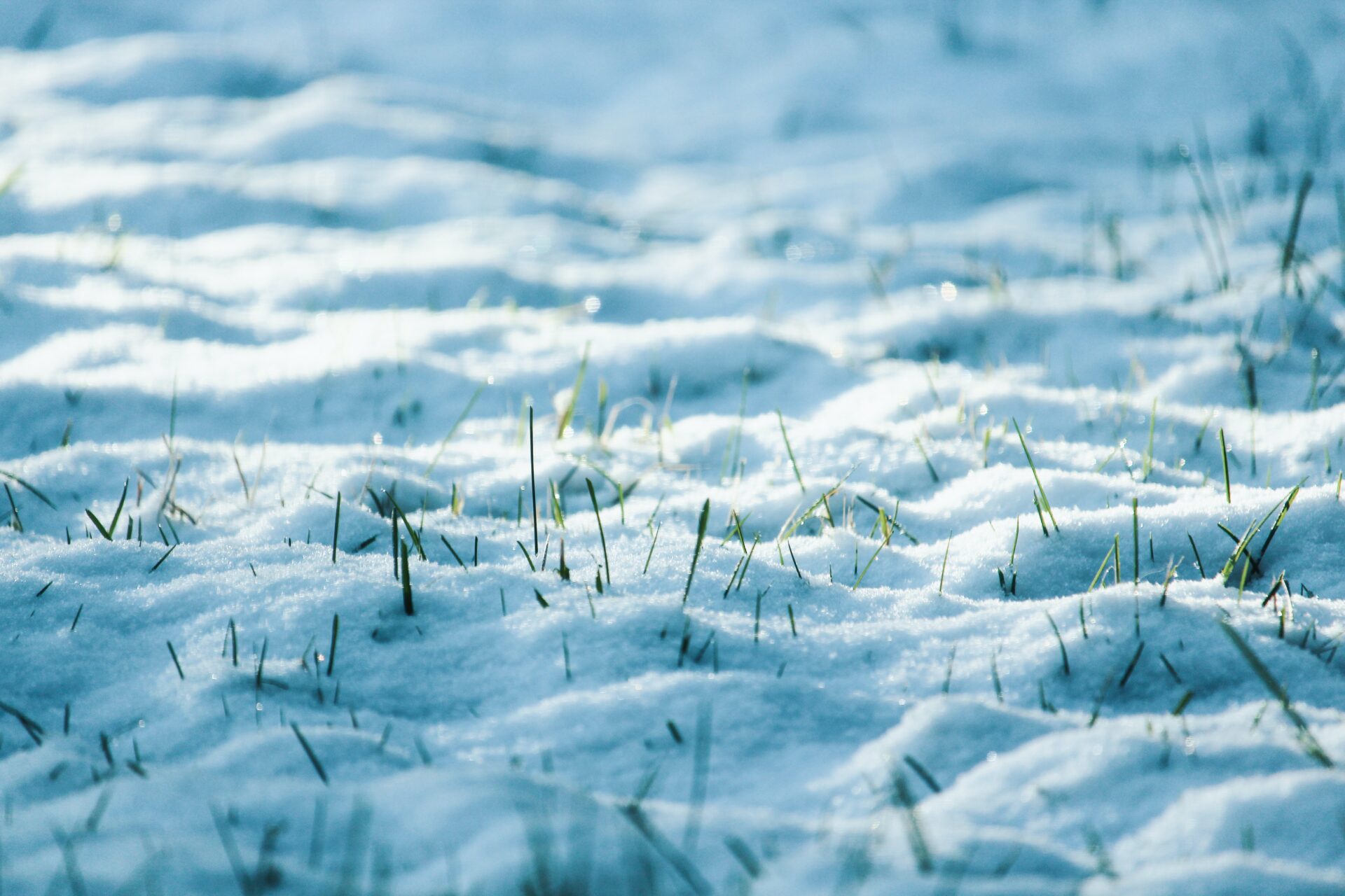 Reasons To Plant Grass Seed In Winter