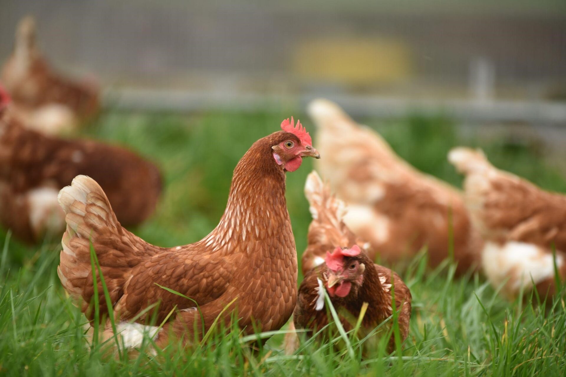 Clucks, Eggs, and More: The Sustainable Rewards of Raising Chickens